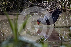 Gallinula galeata