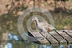 Gallinule