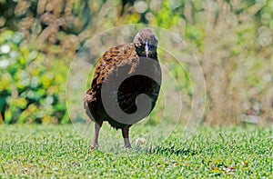 Il weka Gallirallus australis Sparrman photo