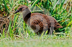 Il weka Gallirallus australis Sparrman photo