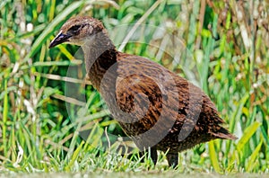 Il weka Gallirallus australis Sparrman photo