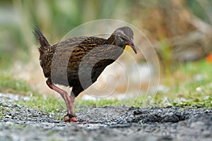 Gallirallus australis - Weka in New Zealand Southern Island