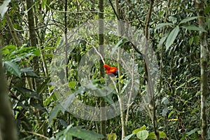 Gallito de las Rocas, famous red bird, spotted in Jardin, Eje Cafetero, Colombia photo