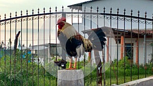 Gallo cantando al amanecer en la granja photo