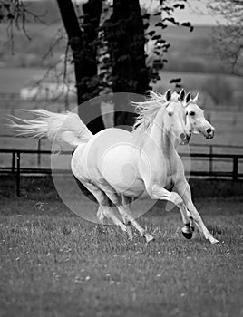 Gallop arabian horses