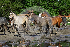 Gallop Arabian horses