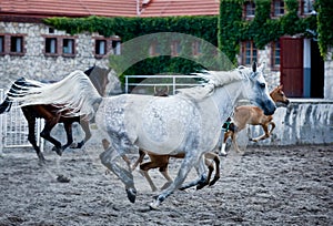 Gallop arabian horses photo
