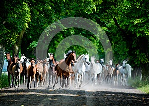 Gallop arabian horses photo