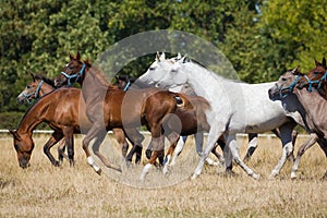 Gallop arabians horses