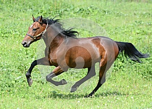 Gallop of the bay american trotter stallion in freedom