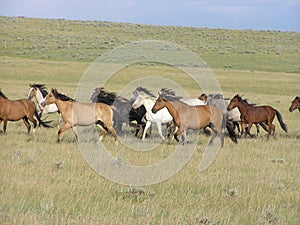Gallop Spanish Mustangs