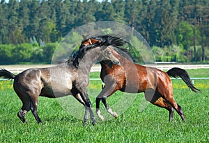 Gallopin arabian horses