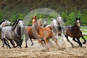 Galloping Arabian horses
