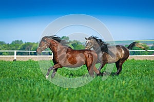 Galloping Arabian horses