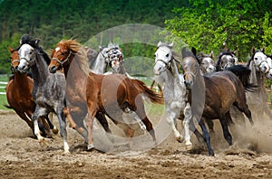 Galloping Arabian horses