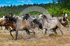 Galloping Arabian horses