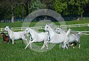 Galloping Arabian horses
