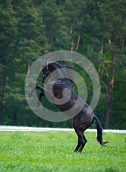 Galloping Arabian horses