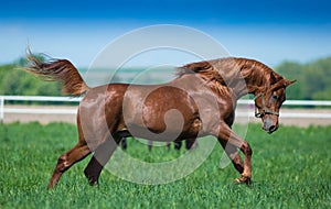 Galloping Arabian horses