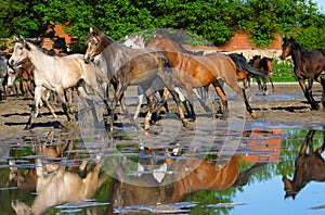 Galloping arabian horses on the wet pasture