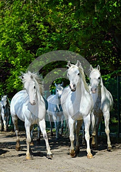 Galloping arabian horses