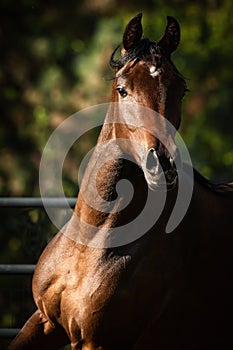 Galloping Arabian Stallion ears forward and nostrils flared