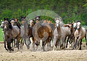 Galloping arabian stallions