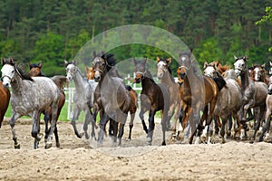 Galloping arabian stallions