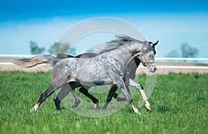 Galloping arabian stallions