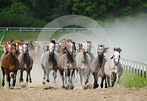 Galloping arabians stallions