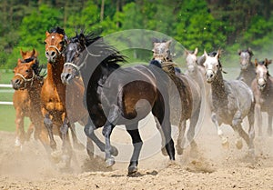 Galloping arabians stallions