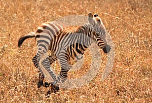 Galloping baby zebra in Kenya