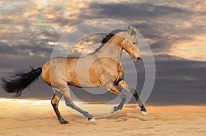 Galloping bay horse