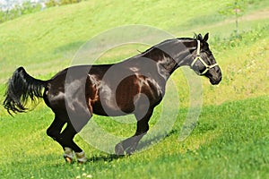 Galloping black horse