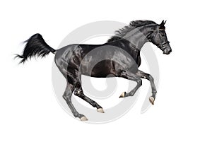 Galloping black stallion isolated on white