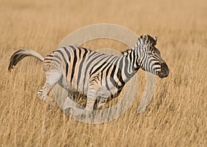 Galloping Burchell's zebra