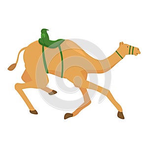 Galloping camel icon cartoon vector. Run sport tradition