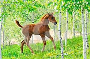 Galloping chestnut foal in summer field