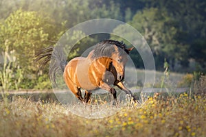 Galloping chestnut horse in the sunset