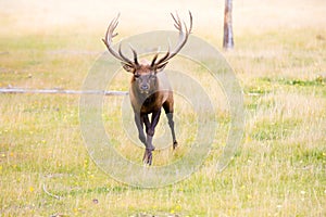 Galloping Elk, Yukon Territory, Canada