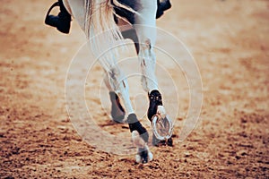 A galloping fast gray horse, stepping on the sand in the arena with shod hooves. Equestrian sports. Horse riding