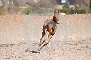 Galloping foal