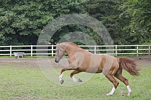 Galloping Freiberger