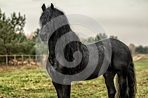 Galloping Friesian stallion