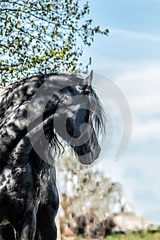 Galloping Friesian stallion