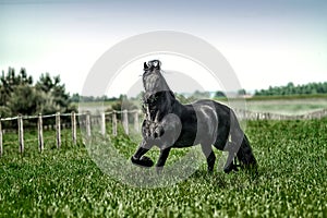 A beautiful Frisian stallion running free. photo