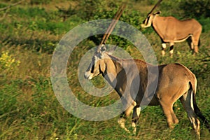 Galloping Gazelle