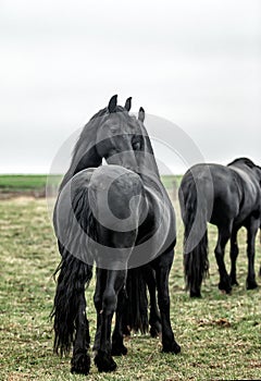 Galloping herd of friesian mares