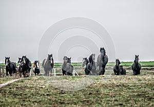 Galloping herd of friesian mares