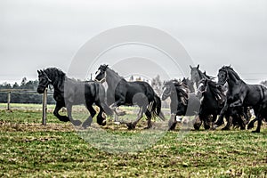 Galloping herd of friesian mares